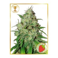 Mr.Hide Seeds - MR. SHISKA (USA) (Feminized) Mr.Hide Seeds - MR. SHISKA (USA) (Feminized)