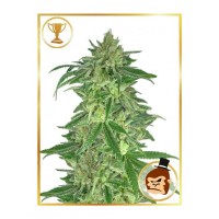 Mr.Hide Seeds - MR. GORILLA CREAM (USA) (Feminized) Mr.Hide Seeds - MR. GORILLA CREAM (USA) (Feminized)