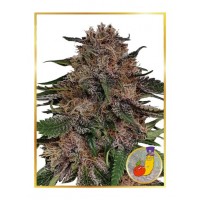 Mr.Hide Seeds - MR. +RUNTZ (USA) (Feminized) Mr.Hide Seeds - MR. +RUNTZ (USA) (Feminized)
