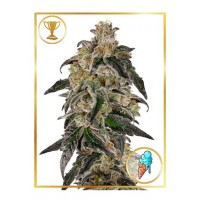 Mr.Hide Seeds - MR. GELATO ICE (USA) (Feminized) Mr.Hide Seeds - MR. GELATO ICE (USA) (Feminized)