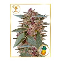 Mr.Hide Seeds - MR. TROPICANA HIDE (USA) (Feminized) Mr.Hide Seeds - MR. TROPICANA HIDE (USA) (Feminized)