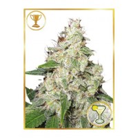Mr.Hide Seeds - MR. SOUR-R (USA) (Feminized) Mr.Hide Seeds - MR. SOUR-R (USA) (Feminized)