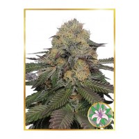 Mr.Hide Seeds - MR. LILI OG (USA) (Feminized) Mr.Hide Seeds - MR. LILI OG (USA) (Feminized)
