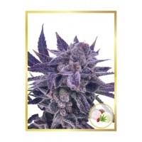 Mr.Hide Seeds - MR. SHERBET POPS (USA) (Feminized) Mr.Hide Seeds - MR. SHERBET POPS (USA) (Feminized)