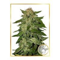 Mr.Hide Seeds - WHITE WIDOW (Autoflowering) Mr.Hide Seeds - WHITE WIDOW (Autoflowering)