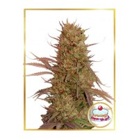 Mr.Hide Seeds - CREAM MASS (Autoflowering) Mr.Hide Seeds - CREAM MASS (Autoflowering)