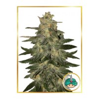 Mr.Hide Seeds - MAZAR BLUE (Autoflowering) Mr.Hide Seeds - MAZAR BLUE (Autoflowering)