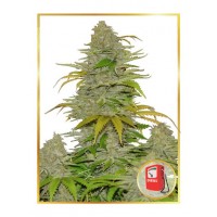 Mr.Hide Seeds - DIESEL MASS (Autoflowering) Mr.Hide Seeds - DIESEL MASS (Autoflowering)