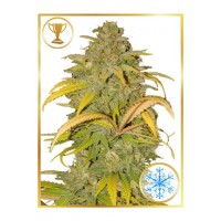 Mr.Hide Seeds - NORTHERN CREAM (Autoflowering) Mr.Hide Seeds - NORTHERN CREAM (Autoflowering)