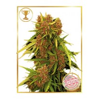 Mr.Hide Seeds - KRITCAL RED (Autoflowering) Mr.Hide Seeds - KRITCAL RED (Autoflowering)