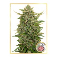 Mr.Hide Seeds - AMNESIA (Autoflowering) Mr.Hide Seeds - AMNESIA (Autoflowering)