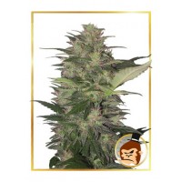Mr.Hide Seeds - GORILLA CREAM (USA) (Autoflowering) Mr.Hide Seeds - GORILLA CREAM (USA) (Autoflowering)