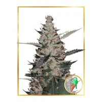 Mr.Hide Seeds - GELATO ICE (USA) (Autoflowering) Mr.Hide Seeds - GELATO ICE (USA) (Autoflowering)