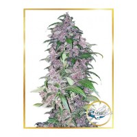 Mr.Hide Seeds - TRIPING 25 (USA) (Autoflowering) Mr.Hide Seeds - TRIPING 25 (USA) (Autoflowering)