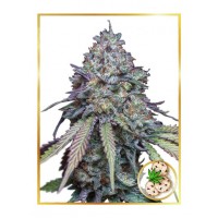 Mr.Hide Seeds - Girl Scout Cookies (USA) (Autoflowering) Mr.Hide Seeds - Girl Scout Cookies (USA) (Autoflowering)