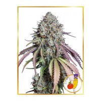 Mr.Hide Seeds - RUNTZ (USA) (Autoflowering) Mr.Hide Seeds - RUNTZ (USA) (Autoflowering)
