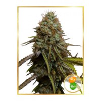Mr.Hide Seeds - ZKITTLEZ (USA) (Autoflowering) Mr.Hide Seeds - ZKITTLEZ (USA) (Autoflowering)