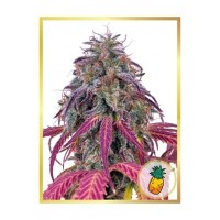 Mr.Hide Seeds - TROPICANNA HIDE (USA) (Autoflowering) Mr.Hide Seeds - TROPICANNA HIDE (USA) (Autoflowering)