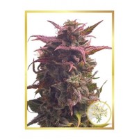 Mr.Hide Seeds - MIMOSA (USA) (Autoflowering) Mr.Hide Seeds - MIMOSA (USA) (Autoflowering)