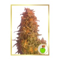 Mr.Hide Seeds - APPLE FRUIT (USA) (Autoflowering) Mr.Hide Seeds - APPLE FRUIT (USA) (Autoflowering)