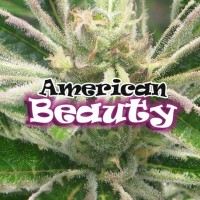 Dr. Underground Seeds - AMERICAN BEAUTY (Feminized) Dr. Underground Seeds - AMERICAN BEAUTY (Feminized)