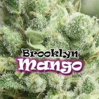 Dr. Underground Seeds - BROOKLYN MANGO (Feminized) Dr. Underground Seeds - BROOKLYN MANGO (Feminized)