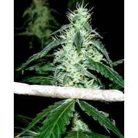 SOMA Seeds - HASH HEAVEN (Feminized) SOMA Seeds - HASH HEAVEN (Feminized)