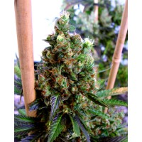 SOMA Seeds - NEW YORK CITY DIESEL (Feminized) SOMA Seeds - NEW YORK CITY DIESEL (Feminized)