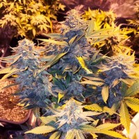 SOMA Seeds - SOMANGO PINEAPPLE (Feminized) SOMA Seeds - SOMANGO PINEAPPLE (Feminized)