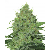 French Touch - Douce Nuit (Autoflowering) French Touch - Douce Nuit (Autoflowering)
