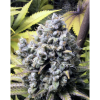 French Touch - Frencheese (Feminized) French Touch - Frencheese (Feminized)