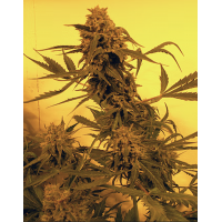 French Touch - Guillotine (Autoflowering) French Touch - Guillotine (Autoflowering)