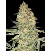 Advanced Seeds - Bruce Banner (Feminized) Advanced Seeds - Bruce Banner (Feminized)