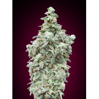 Advanced Seeds - Cherry Pie (Feminized) Advanced Seeds - Cherry Pie (Feminized)