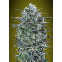 Advanced Seeds - Critical Lemon (Feminized) Advanced Seeds - Critical Lemon (Feminized)