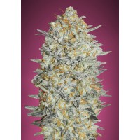 Advanced Seeds - Gelato #33 (Feminized) Advanced Seeds - Gelato #33 (Feminized)