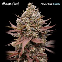 Advanced Seeds - Mimosa Punch (Feminized) Advanced Seeds - Mimosa Punch (Feminized)