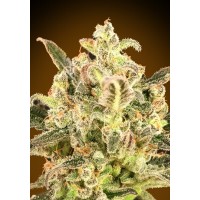 Advanced Seeds - Biodiesel Mass XXL (Autoflowering) Advanced Seeds - Biodiesel Mass XXL (Autoflowering)