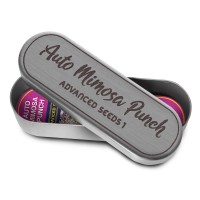 Advanced Seeds - Mimosa Punch (Autoflowering) Advanced Seeds - Mimosa Punch (Autoflowering)