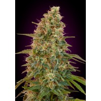 Advanced Seeds - Zkittlez (Autoflowering) Advanced Seeds - Zkittlez (Autoflowering)