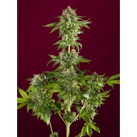 Reggae Seeds - Bass Line (Feminized) Reggae Seeds - Bass Line (Feminized)