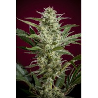 Reggae Seeds - Blackdance (Feminized) Reggae Seeds - Blackdance (Feminized)