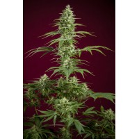 Reggae Seeds - Sra. Amparo (Feminized) Reggae Seeds - Sra. Amparo (Feminized)