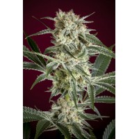 Reggae Seeds - O' Haze Red (Feminized) Reggae Seeds - O' Haze Red (Feminized)