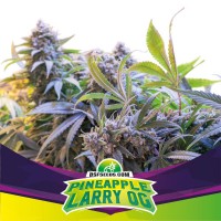 BSF Seeds - Pineapple Larry OG (Feminized) BSF Seeds - Pineapple Larry OG (Feminized)
