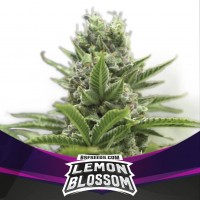 BSF Seeds - Lemon Blossom (Feminized) BSF Seeds - Lemon Blossom (Feminized)