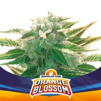 BSF Seeds - Orange Blossom XXL (Autoflowering) BSF Seeds - Orange Blossom XXL (Autoflowering)