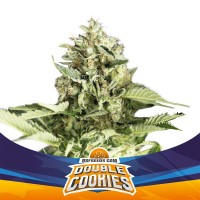BSF Seeds - Double Cookies (Autoflowering) BSF Seeds - Double Cookies (Autoflowering)