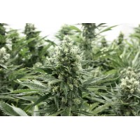 Devil's Harvest - Rolex Fire OG 2.0 (Feminized) Devil's Harvest - Rolex Fire OG 2.0 (Feminized)