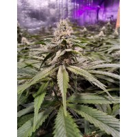 Devil's Harvest - Strawberry Sour Diesel (Feminized) Devil's Harvest - Strawberry Sour Diesel (Feminized)